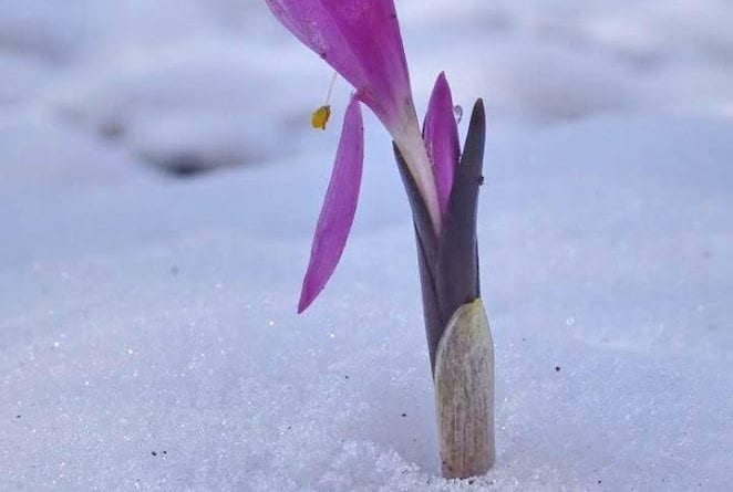 В Одессе под снегом проросли удивительные цветы