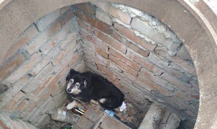 Под Одессой на помощь пострадавшему животному пришли спасатели