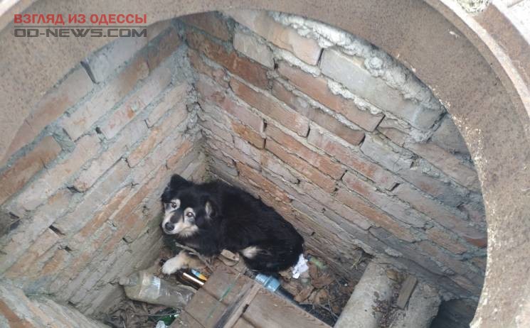 Под Одессой на помощь пострадавшему животному пришли спасатели