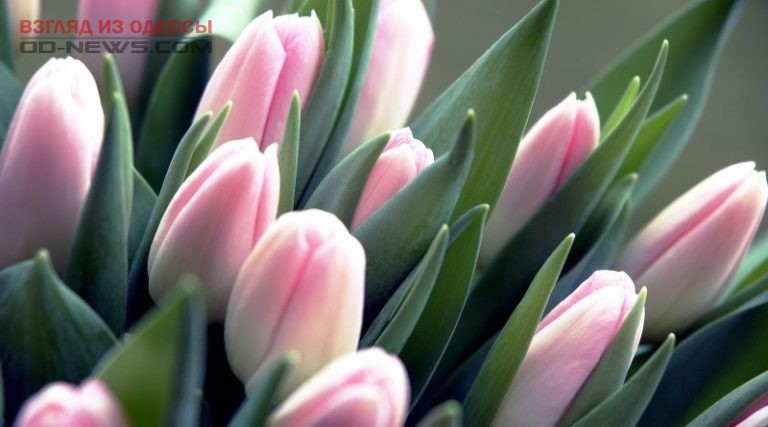 В Одессе подросток ограбил магазин цветов