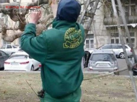 Одесские коммунальщики борются с рекламой на деревьях