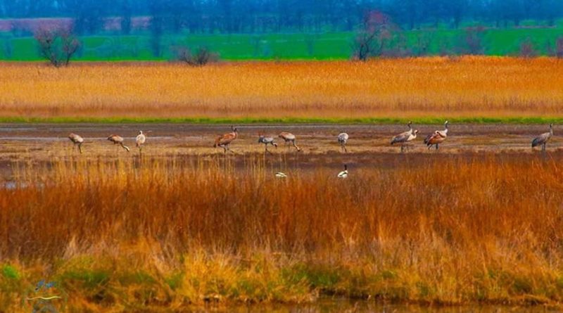 В Одесский регион возвращаются перелетные птицы (фотофакт)