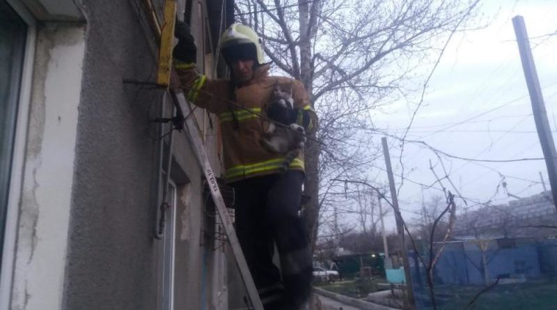 Под Одессой спасатели пришли на помощь попавшему в беду животному