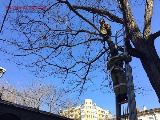 В Одессе с дерева пришлось снимать запуганное животное