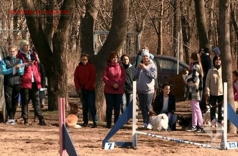 Одесситы повели областной чемпионат по аджилити