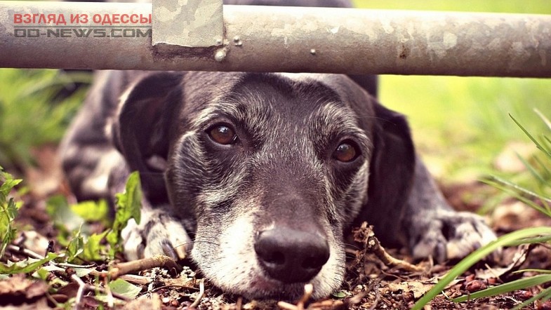 Одесситов призывают быть внимательными: травят собак