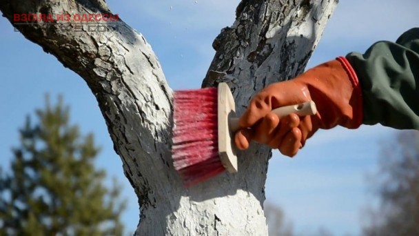 Одесские коммунальщики против ежегодной побелки деревьев