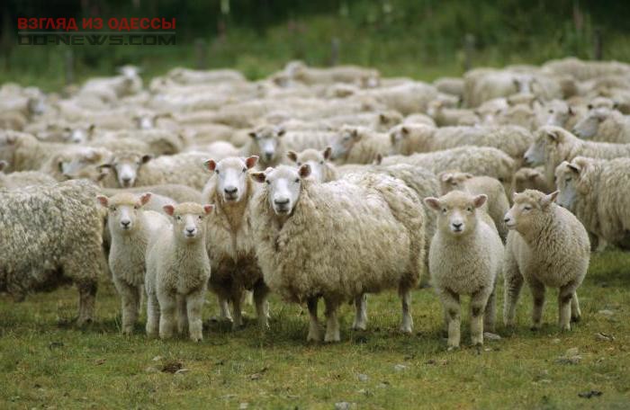 В Одесской области похитили целую отару овец