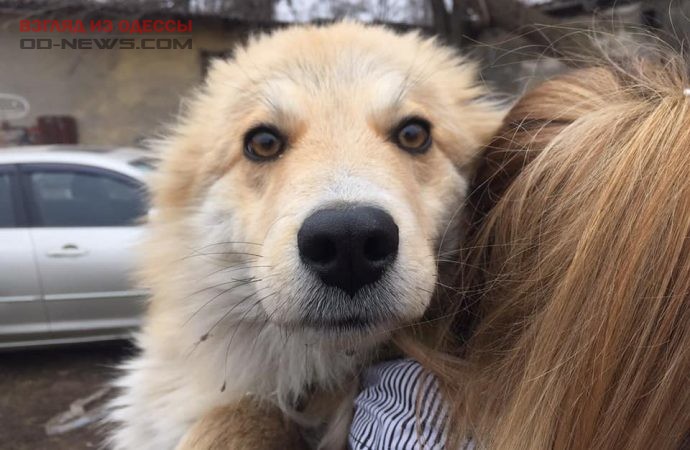 Проект в Одессе помог более 1500 бездомным животным найти свой дом