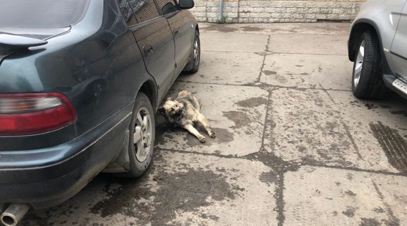 В Одесском регионе всё чаще дают о себе знать догхантеры