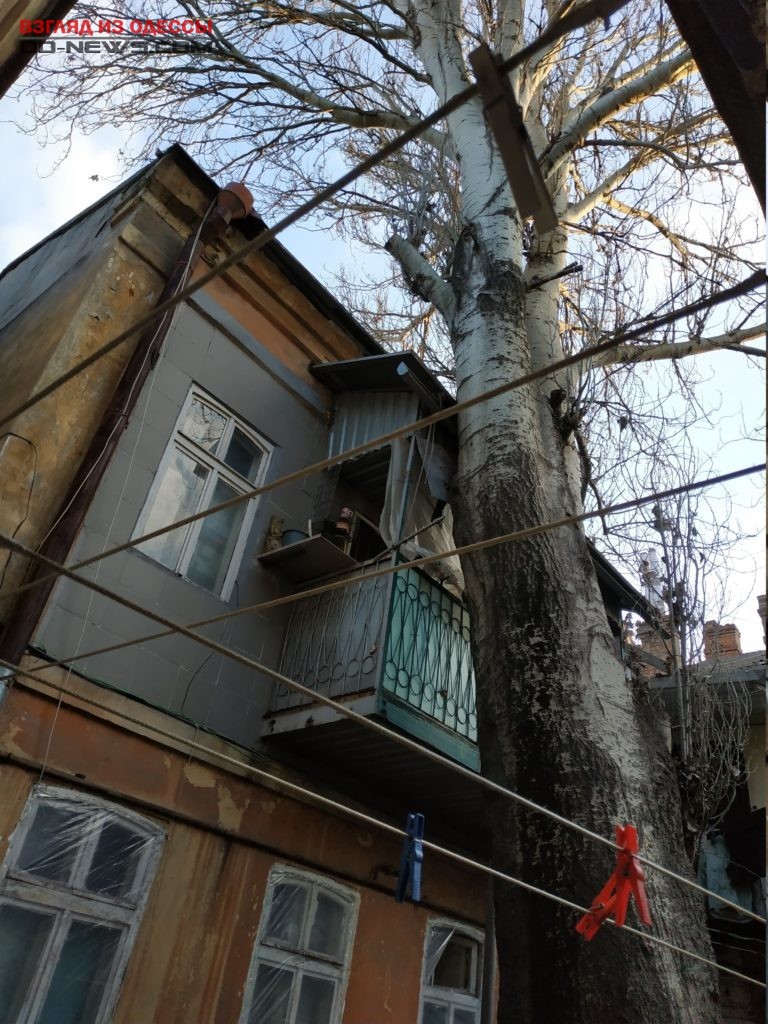 В Одессе на жилую многоэтажку упал тополь