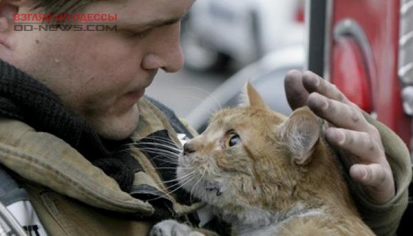 Как в Одессе спасали кота