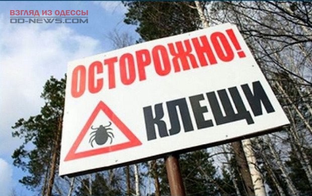 Медики Одессы и области предупреждают об активности опасных паукообразных