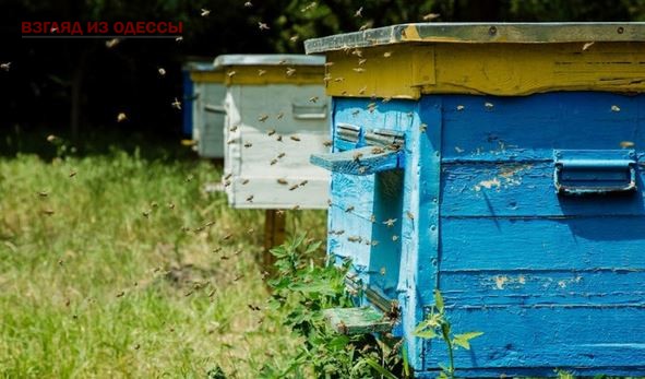 Под Одессой фермер компенсирует нанесенные пчеловодам убытки из-за мора пчёл