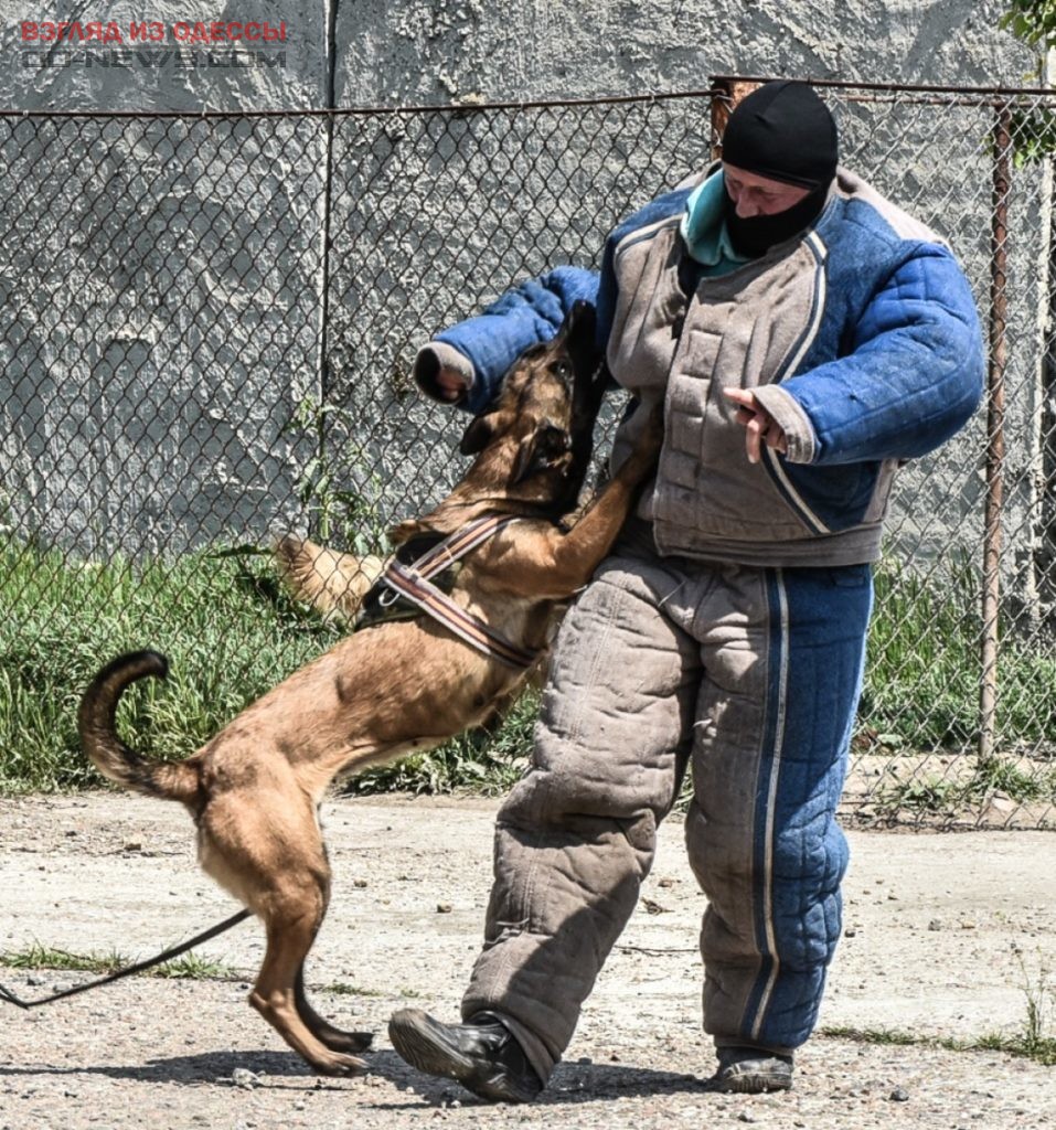 Под Одессой провели проверку «штурмовых» собак