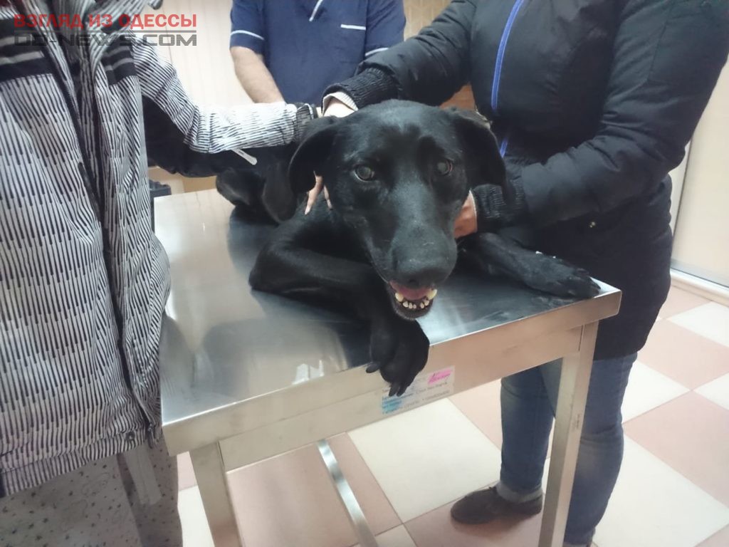 Одесские волонтеры не остались равнодушны к собаке и её щенкам