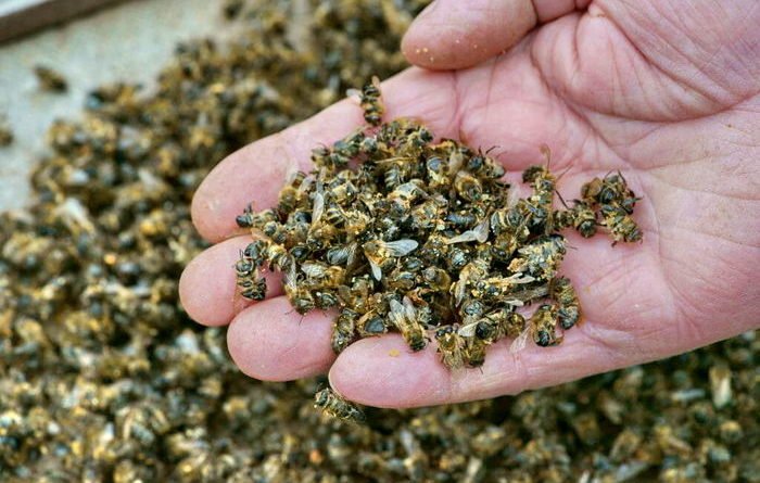 В Одесской области зафиксирована массовая гибель пчёл