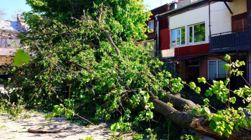 не рекомендуют парковаться под деревьями