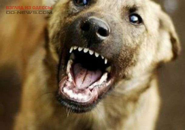 В Одессе агрессивного пса, напавшего на человека, конфискуют у хозяина