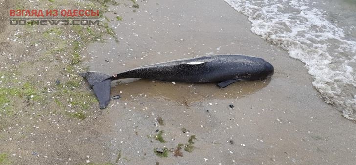 В Одессе на пляже нашли мертвого дельфиненка