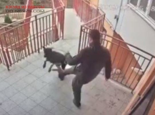 В Одессе оштрафовали мужчину, избившего добермана ногами