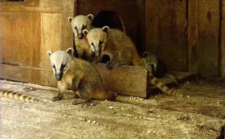 В Одесском зоопарке в семействе носух прибавление