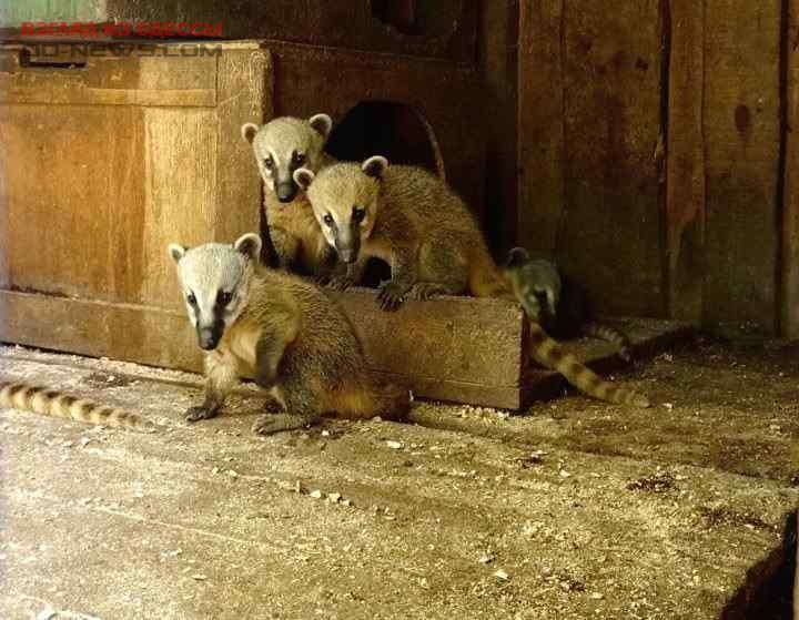 В Одесском зоопарке в семействе носух прибавление