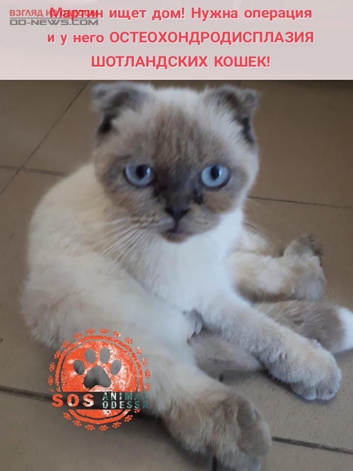 В Одессе породистый котенок оказался на улице из-за экспериментов заводчиков