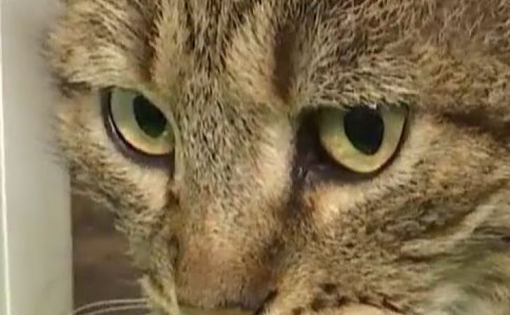 Одесский кот с семью именами приносит удачу своим хозяйкам