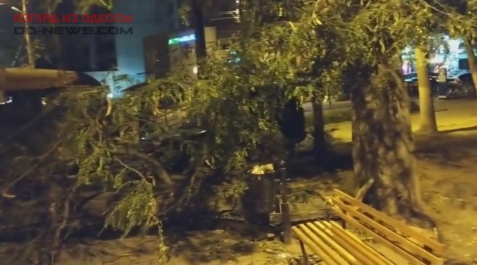 В Одессе на центральную аллею парка рухнуло дерево: подробности
