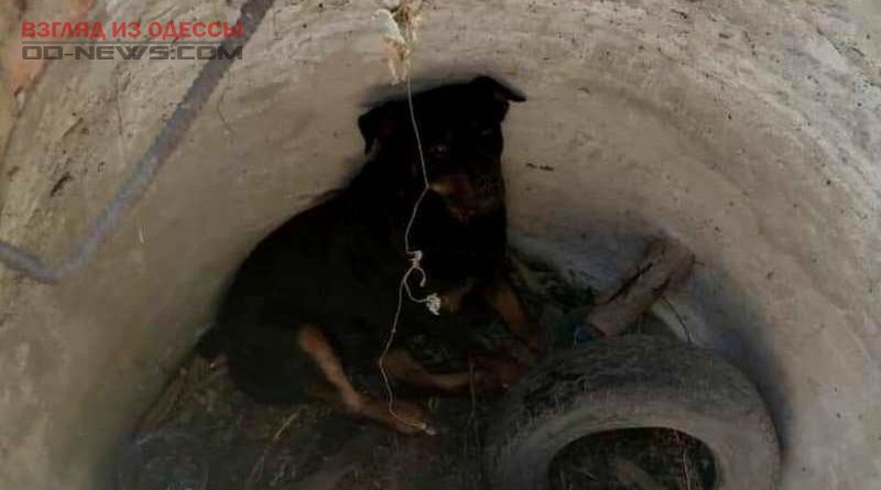 В Одесской области из колодца спасли собаку.