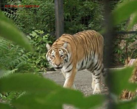 В Одесском зоопарке провели День тигра