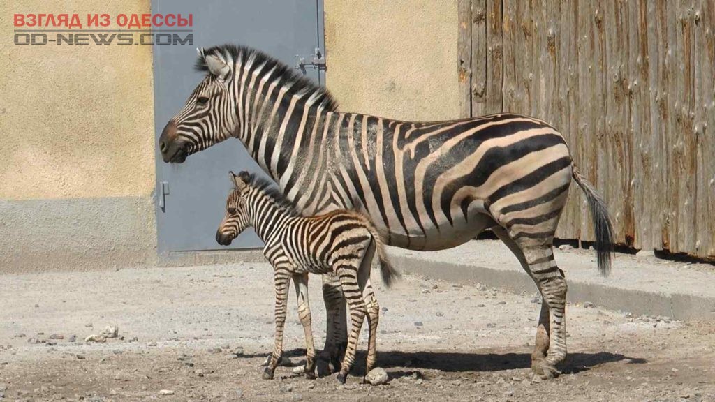 В Одесском зоопарке очередное пополнение