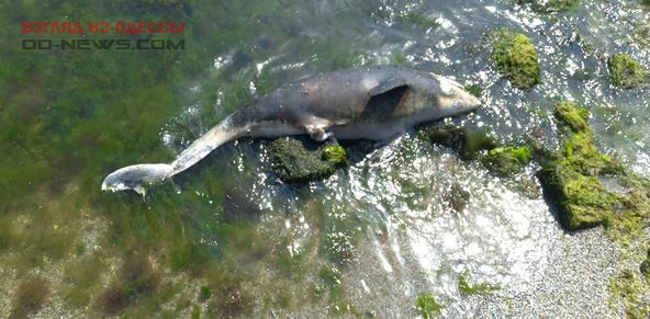 На одном из одесских пляжей обнаружен дельфиненок