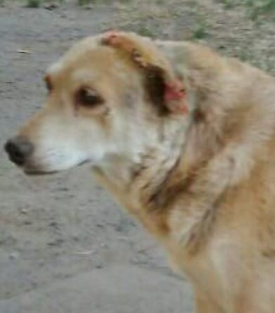 В Одесской области живодер отрезал ухо дворовой собаке