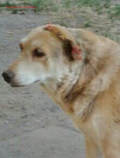 В Одесской области живодер отрезал ухо дворовой собаке