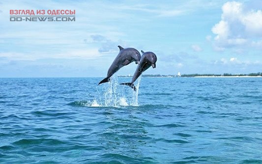 В Одессе отдыхающие любовались свободным плаванием дельфинов