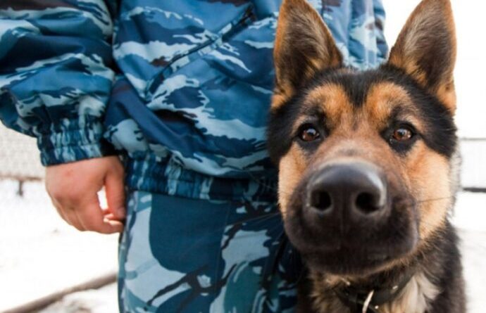 В Одесской области собака помогла выйти на грабителя