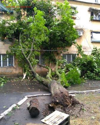 Из-за разгулявшейся стихии в Одессе наблюдался деревопад