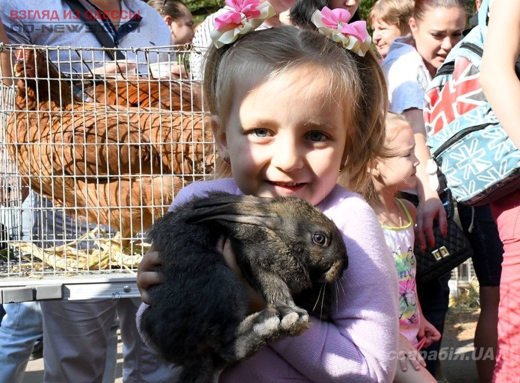 В Одесской области детям в лотерее дарили голубей и кроликов
