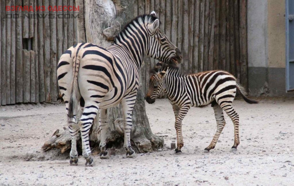 Одесситов просят помочь с выбором имен для малышей Одесского зоопарка