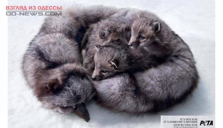 В Одессе пройдет Всеукраинский марш в защиту прав животных
