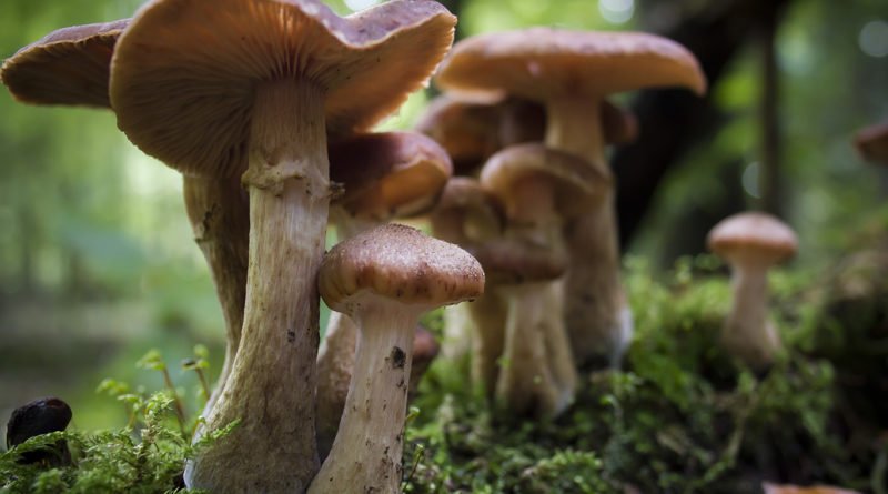 Начался сезон грибов: одесситов просят быть осторожными