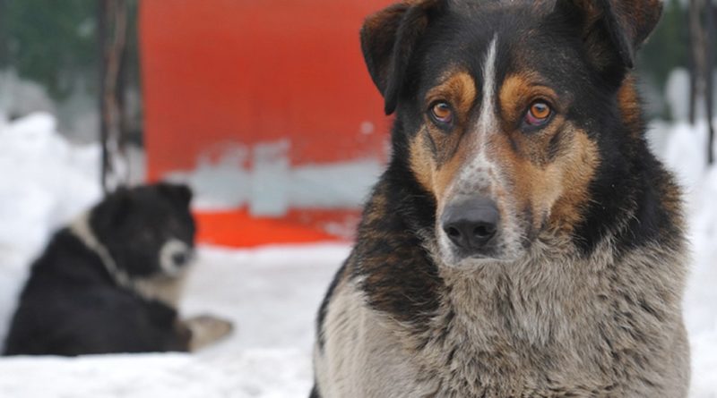 В Одессе горожан просят в холода помогать животным, живущим на улице