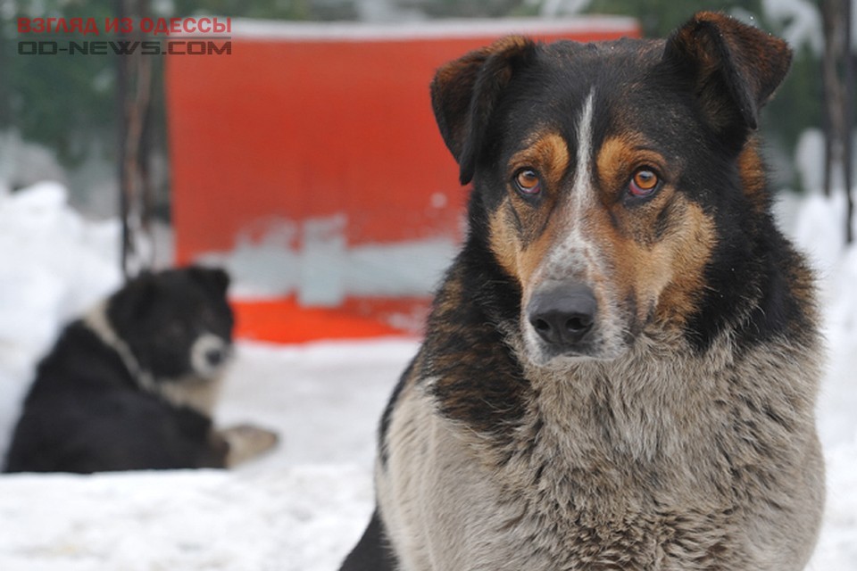 В Одессе горожан просят в холода помогать животным, живущим на улице