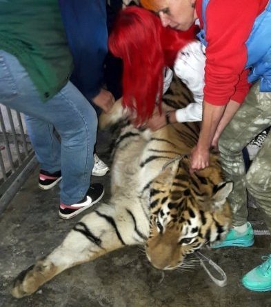 В Одесском зоопарке появился новый полосатый питомец