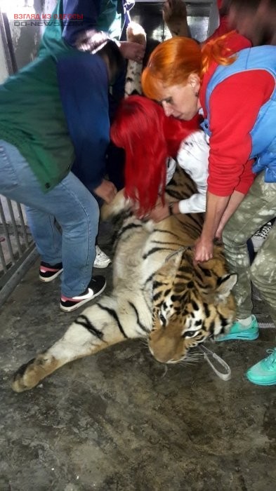 В Одесском зоопарке появился новый полосатый питомец