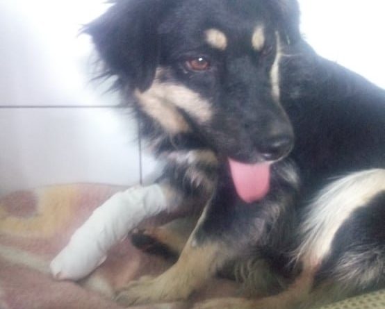 В Одессе собаку, на которую напали бродячие псы, спасают неравнодушные жители