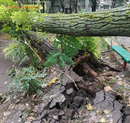 В Одессе огромное дерево упало на детскую игровую зону