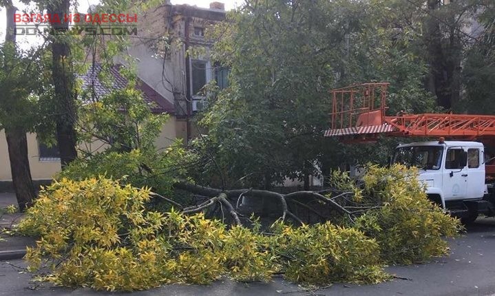 Из-за сильных порывов ветра в Одессе попадали деревья